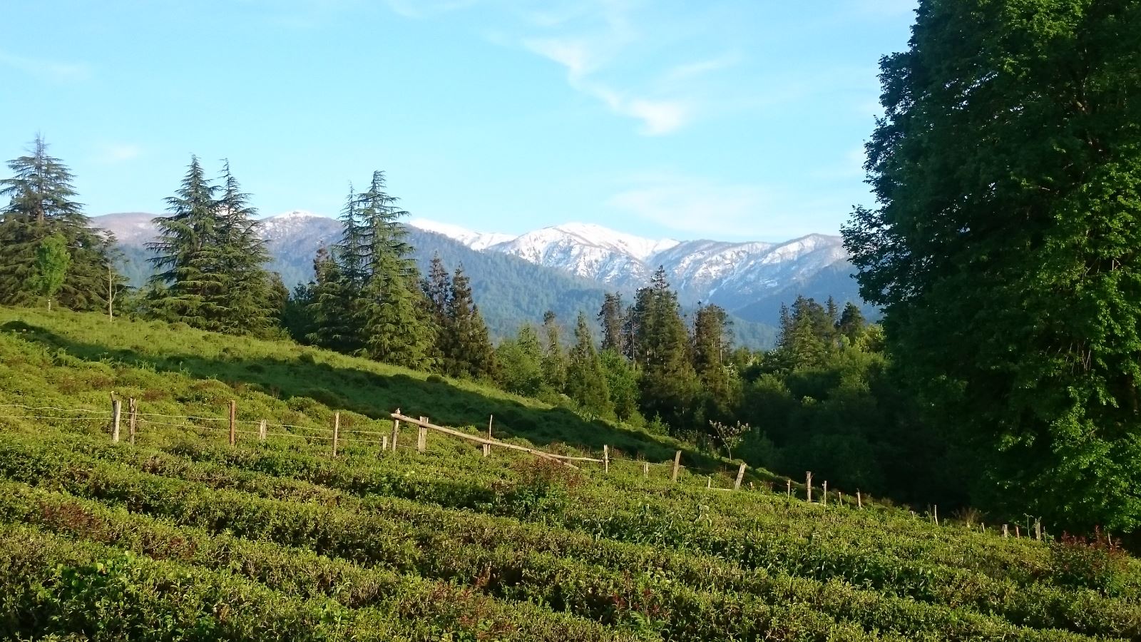 Pohled na plantáže v okolí Ozurgeti